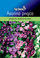 Asarina scandens