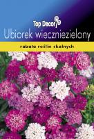 Iberis sempervirens