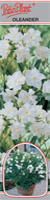 Oleander biały