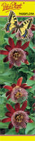 Passiflora (Męczennica) czerwona