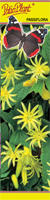 Passiflora (Męczennica) żółta