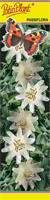 Passiflora (Męczennica) biała
