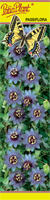 Passiflora (Męczennica) niebieska