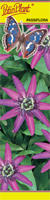 Passiflora (Męczennica) fioletowa