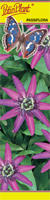 Passiflora (Męczennica) fioletowa