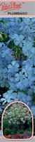 Plumbago