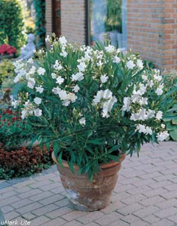 Bialy Oleander [2002]